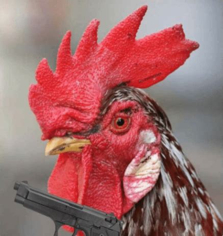 Chicken wearing pants and shoes. Chicken wearing shoes : funny