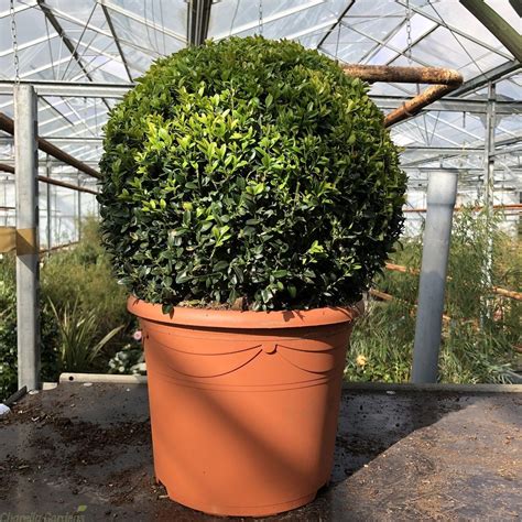 Buxus Sempervirens Ball Potted Topiary Plants Online Delivery By