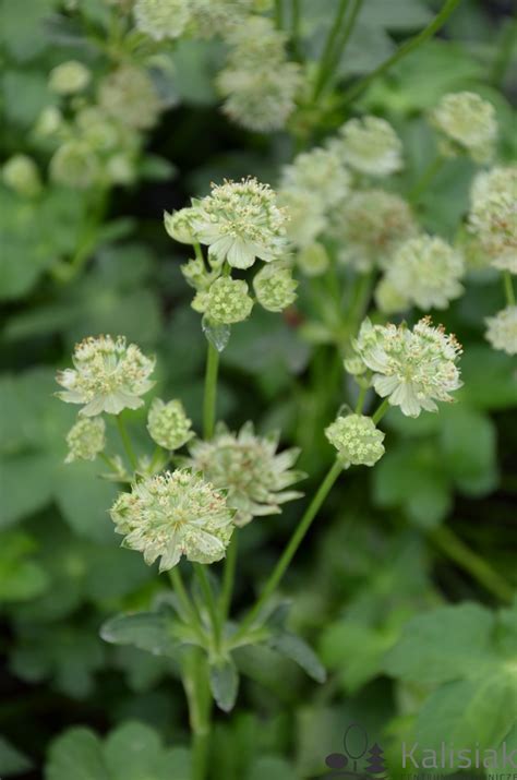 Astrantia White Angel Jarzmianka Większa