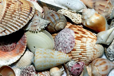 Sanibel Island Shelling Guide Where To Go Rules And Tips