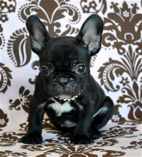 1071 x 1500 png 1819 кб. Things People Should Know About Teacup French Bulldog ...