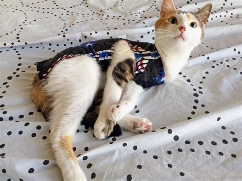 Diy E Collar For Spayed Cats Penny Kim Medium