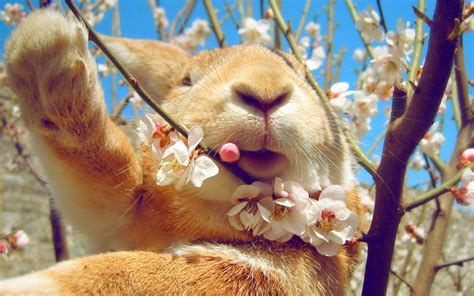 See more of bunny face on facebook. HD rabbit, face, flowers, spring Wallpaper | Download Free - 146482