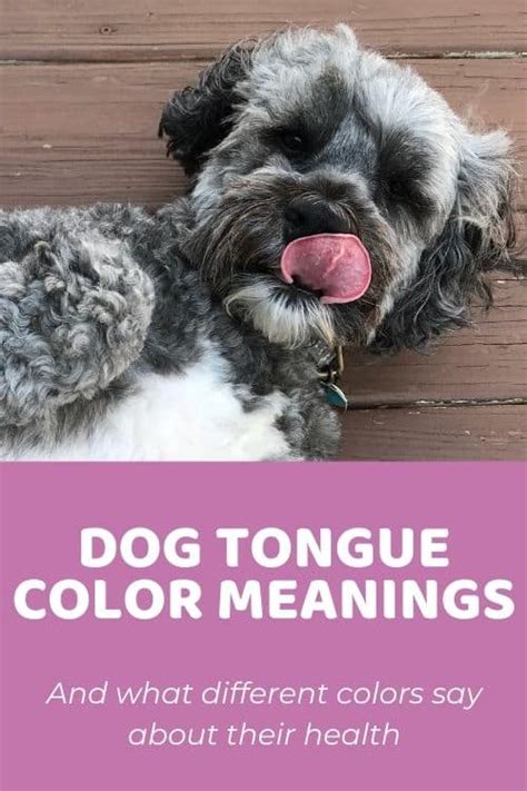 What Your Dogs Tongue Color Says About Their Health Doodle Doods