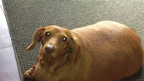 Thanks To New Owner And Diet Formerly Obese Dennis The Dachshund Is