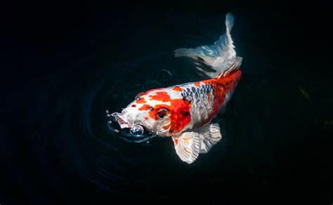 Koi Fish Gallery — Koi Story