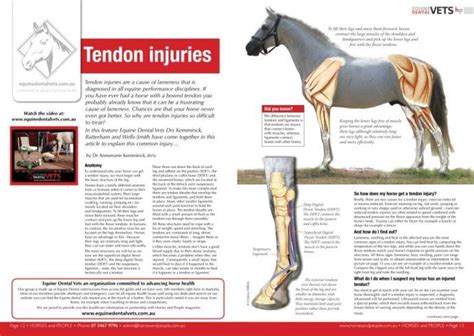 Tendon Injuries Horse Health Horse Injuries Horse Anatomy