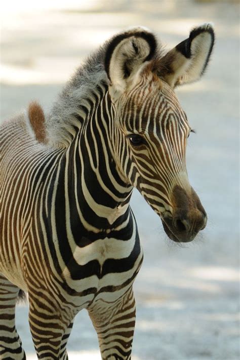 Photos Cutest Baby Zebra Makes Debut At Cincinnati Zoo Cute Baby