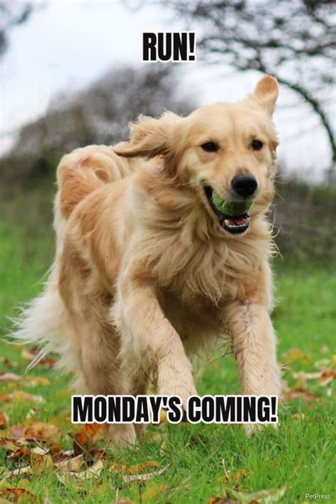 49 monday memes ranked in order of popularity and relevancy. Monday meme Golden retriever | PetPress