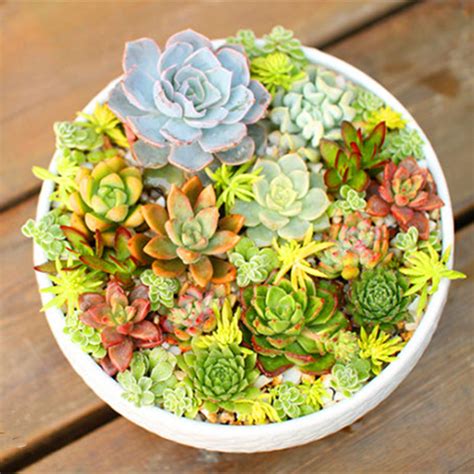 Maybe you would like to learn more about one of these? Buy Dropship Products Of /Bag Real Pot Succulent Seeds ...