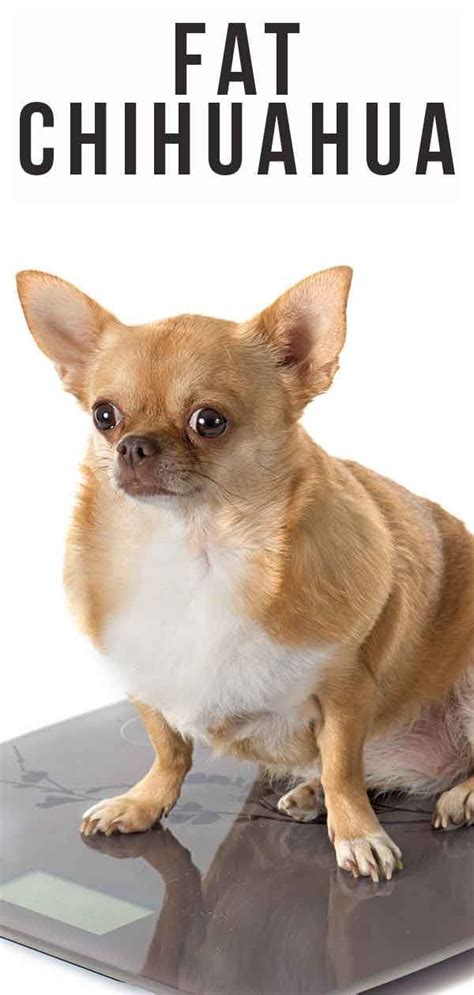 Pin On Chihuahua