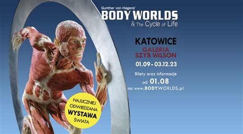 Body Worlds And The Cycle Of Life