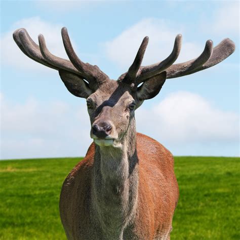 Deer Stag Portrait Free Stock Photo Public Domain Pictures