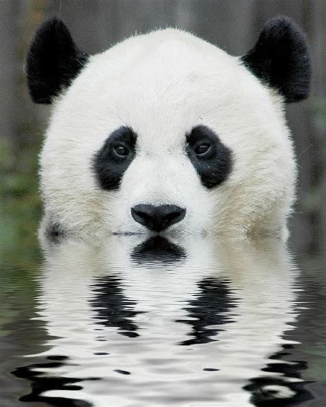 Pics To Pics Creepy Panda