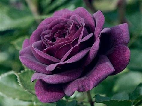 10 Rare Dark Purple Rose Seeds Flower Bush Perennial Shrub Garden Home