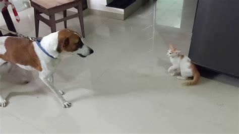 Dog Attacking Cat Youtube