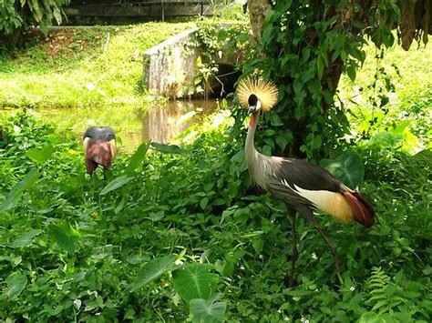 Taiping lake gardens (taman tasik taiping), taiping (太平): Zoo Taiping & Night Safari - 2019 All You Need to Know ...