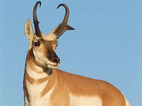 Types Of Animal Horns Spiral Horned Antelope San Diego Zoo Animals