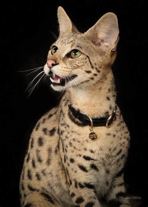 Don't miss what's happening in your neighborhood. #servalcats #catsdiyshelves | Savannah cat, Cat breeds ...