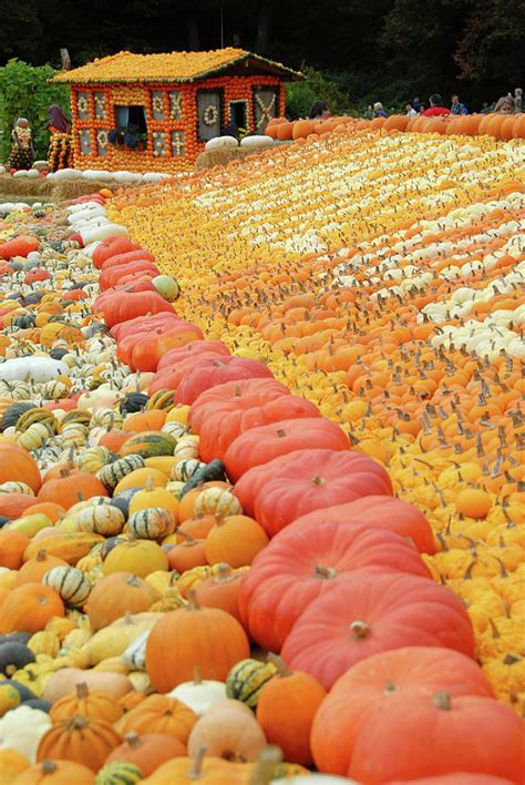 The Worlds Largest Pumpkin Festival Photograph By Stephanie Gaveau