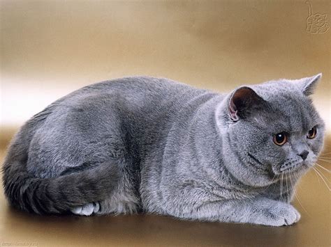 British Shorthair Cats Calm And Confident Pets Wiki