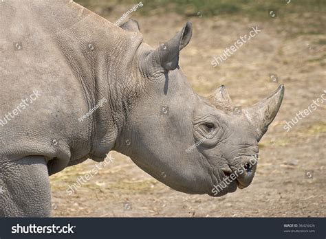 Rhino Profile Stock Photo 36424426 Shutterstock