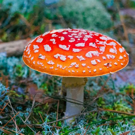 Amanita Muscaria Poisonous Mushroom Photos Creative Market