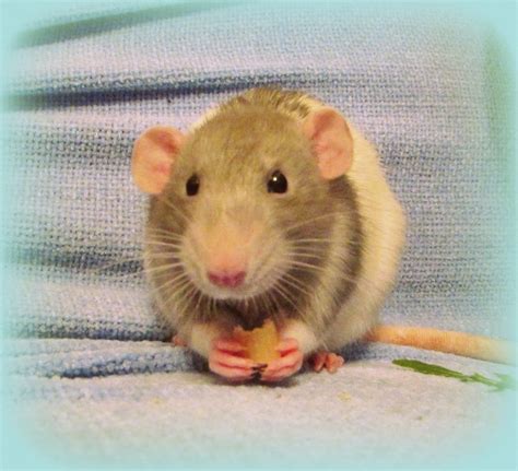 These dumbo rats are popular among pet rat owners thanks to their cute appearance. Ludo's dinner :-) Dumbo rat boys Bertie and Ludo (With ...