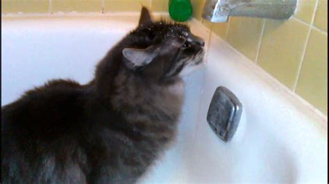 Replacing a bathtub faucet is a simple diy project. Cat gets soaked drinking from bath tub faucet - YouTube