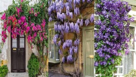 10 Plantas Trepadoras Ideales Para Los Muros De La Casa O El Jardín