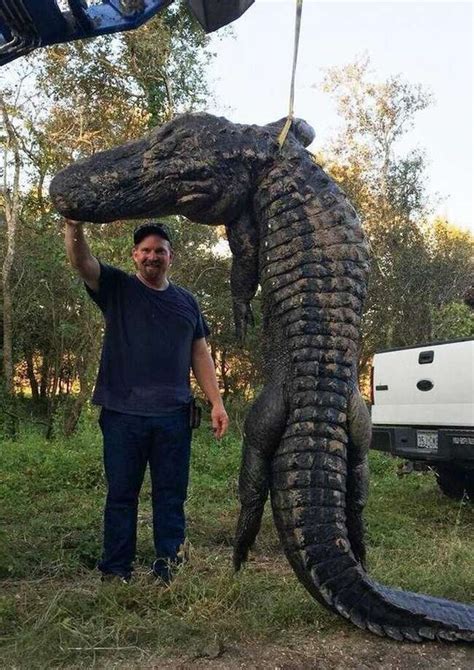Bow Hunter Snags Giant 13 Foot Alligator Near Dayton Houston Chronicle