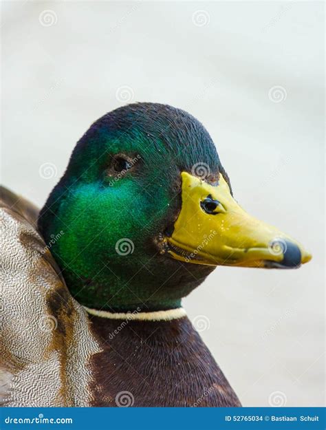 Funny Mallard Duck Face Stock Photo Image Of Like Male 52765034