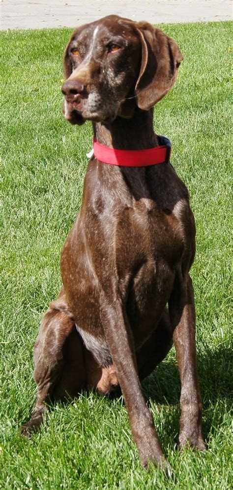Since 1993 we have rescued over 40,000 puppies. German Shorthaired Pointer Rescue Az | Top Dog Information