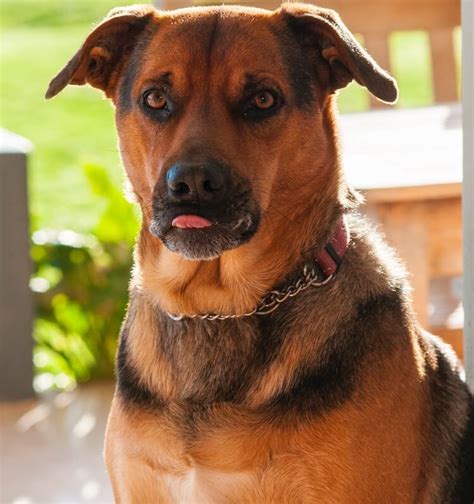 German Shepherd Lab Mix Guide Facts And Pictures Marvelous Dogs