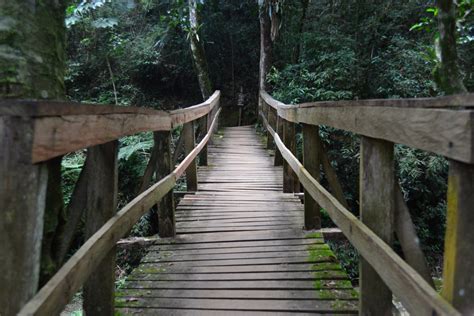 Free Images Forest Trail Crossing Walkway Suspension Bridge