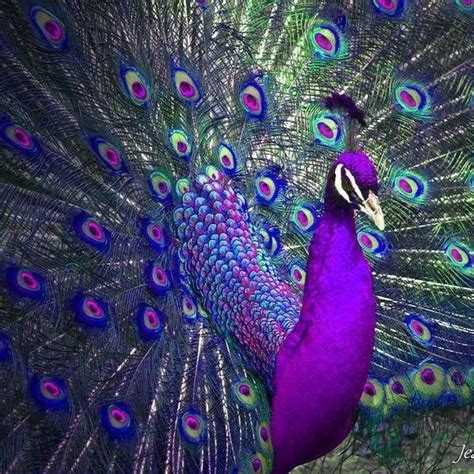 17 Best Images About Birds Peacocks In All Colors On Pinterest Green