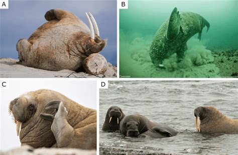 7 The Description Of Different Kinds Of Motor Behavior Of Walrus