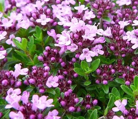 Some shade loving shrubs also provide beautiful flowers. 118 best Zone 9 Perennials images on Pinterest | Beautiful ...