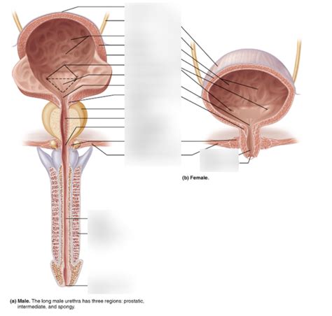 Diagram Of Urethra Female