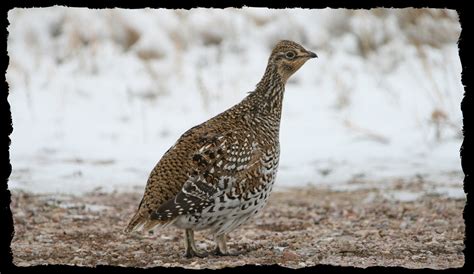 Sharp Tailed Grouse Yukon Species Of Conservation Concern Guide