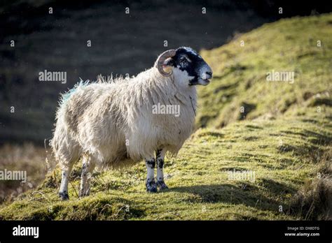 The Scottish Blackface Is The Most Common Breed Of Domestic Sheep In