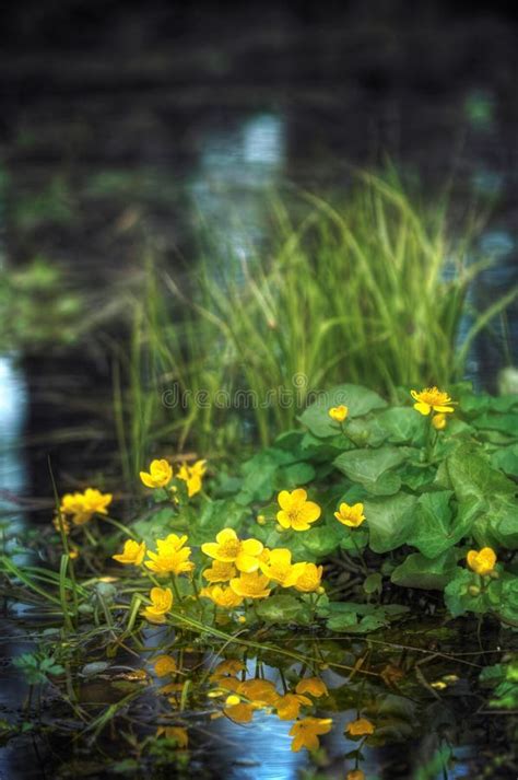 Yellow Flowers In The Pond Stock Photo Image Of Botanical 3464966