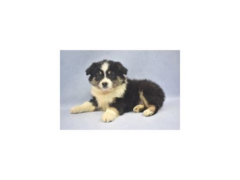 The current median price for all miniature american shepherds sold. Miniature American Shepherd-DOG-Female-Blue Merle-2347139 ...