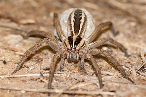 Interesting Fact About Wolf Spider Interesting Facts