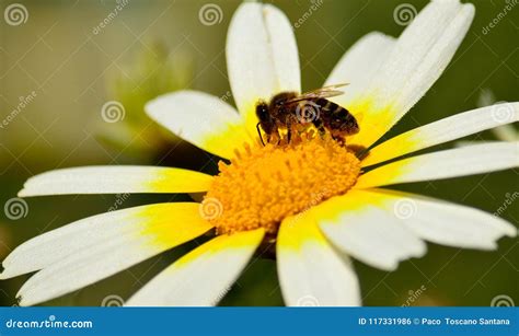 Closeup Of White Daisy And Bee Stock Photo Image Of Ecosystem