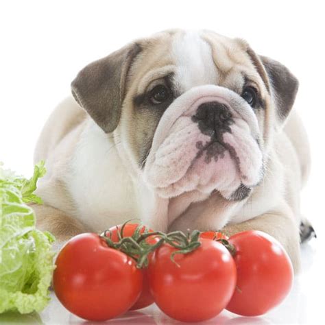 Is It Ok To Give Dogs Tomatoes Our Dog Breeds