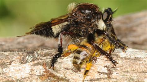 Mosca Predadora De Abelha Africana Apis Mellifera Robberfly Honey Bees Predator Youtube