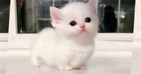 Funny Kitten This Baby Munchkin Kitten Will Melt Your Heart Fun