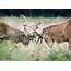 Red Deer Fighting Photograph By John Devries/science Photo Library