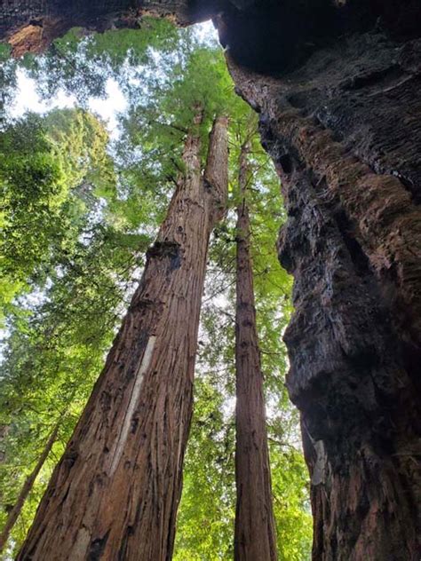 Henry Cowell Redwoods State Park Santa Cruz County California